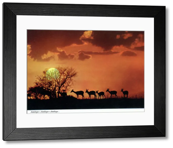 Framed Print : Africa - Silhouettes of a herd of Antelope - evening light Framed Print : Africa - Silhouettes of a herd of Antelope - evening light