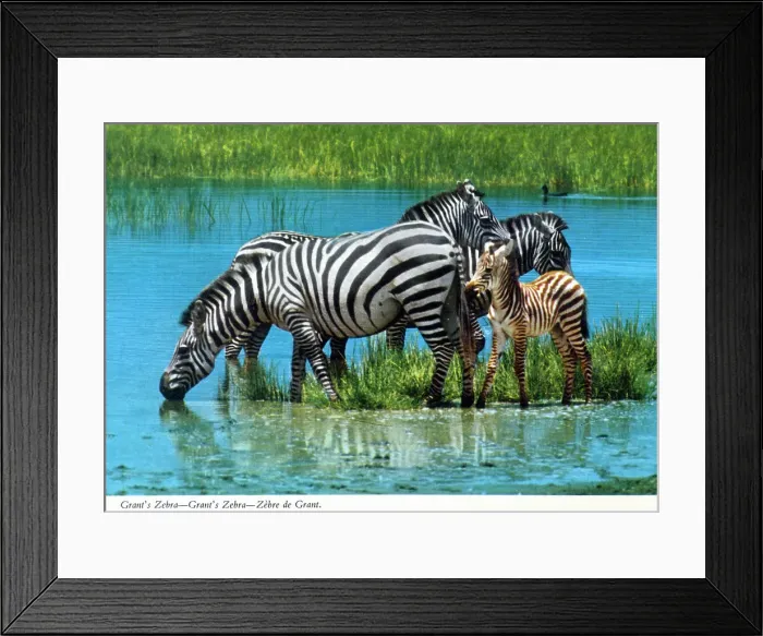 Framed Print : Africa - Grant's zebra Framed Print : Africa - Grant's zebra