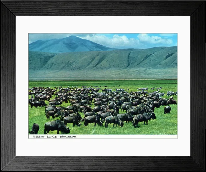 Framed Print : Africa - Herd of Blue Wildebeest (Connochaetes taurinus) Framed Print : Africa - Herd of Blue Wildebeest (Connochaetes taurinus)