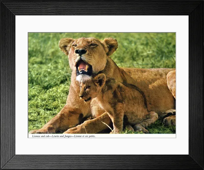 Framed Print : Africa - Lioness with a young lion cub Framed Print : Africa - Lioness with a young lion cub