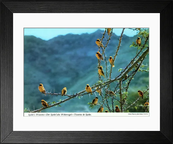Framed Print : Africa - A large flock of Speke's Weavers Framed Print : Africa - A large flock of Speke's Weavers