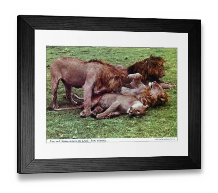 Framed Print : Africa - African Lions and Lioness Framed Print : Africa - African Lions and Lioness