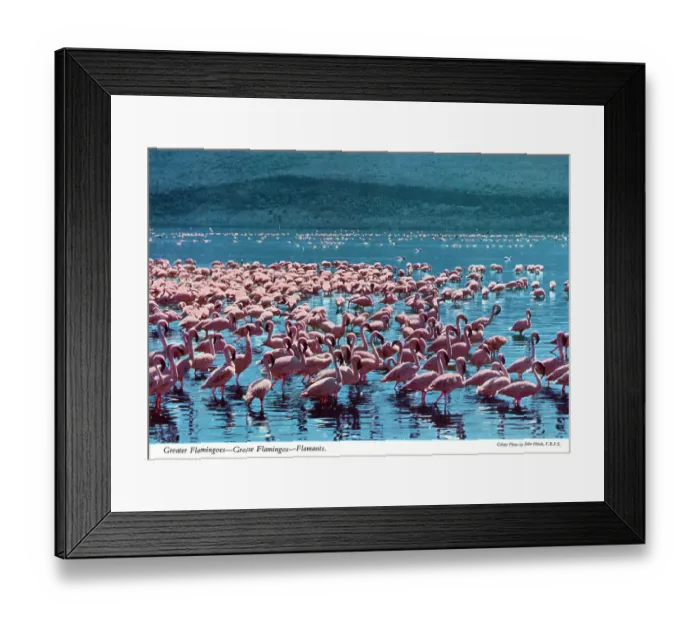 Framed Print : Africa - Huge flock (or flamboyance') of Greater Flamingos Framed Print : Africa - Huge flock (or flamboyance') of Greater Flamingos