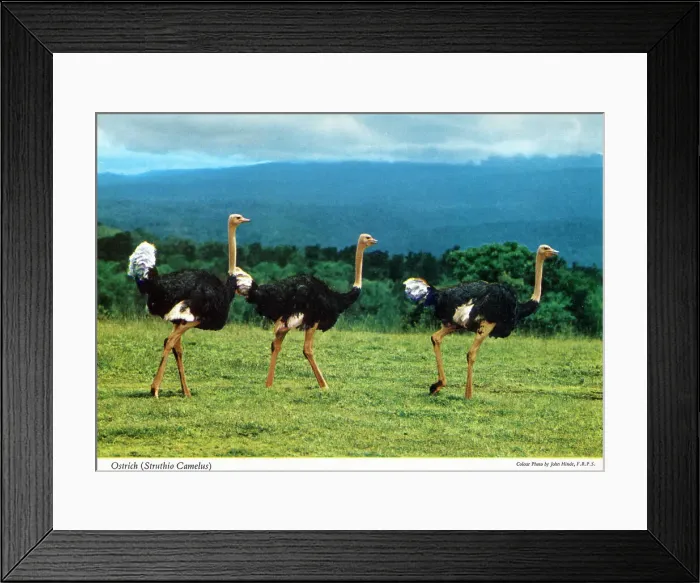Framed Print : Africa - Three Common Ostrich (Struthio camelus) Framed Print : Africa - Three Common Ostrich (Struthio camelus)
