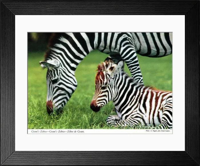 Framed Print : Africa - Grant's zebra Framed Print : Africa - Grant's zebra