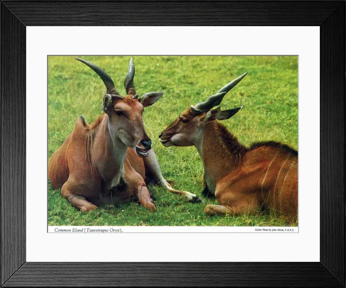 Framed Print : Africa - Common Eland (Taurotragus oryx) Framed Print : Africa - Common Eland (Taurotragus oryx)