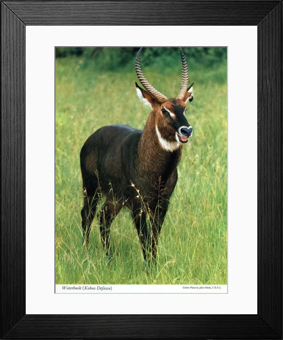 Framed Print : Africa - Waterbuck (Kobus ellipsiprymnus) Framed Print : Africa - Waterbuck (Kobus ellipsiprymnus)