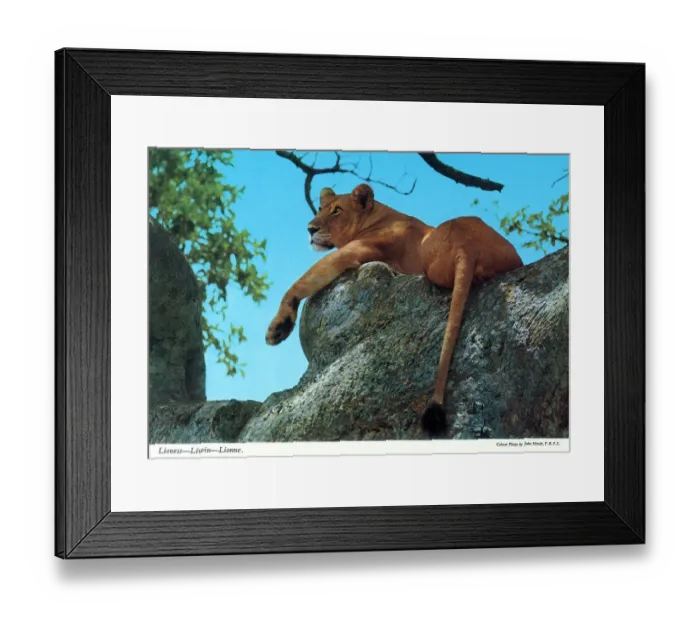 Framed Print : Africa - Lioness Framed Print : Africa - Lioness