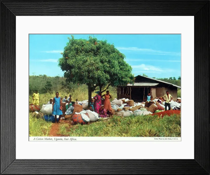 Framed Print : Africa - Cotton Market, Uganda Framed Print : Africa - Cotton Market, Uganda
