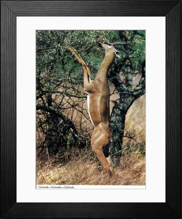 Framed Print : Africa - Gerenuk Framed Print : Africa - Gerenuk