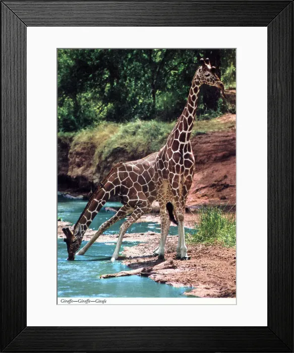 Framed Print : Africa - A pair of Reticulated Giraffes drinking Framed Print : Africa - A pair of Reticulated Giraffes drinking