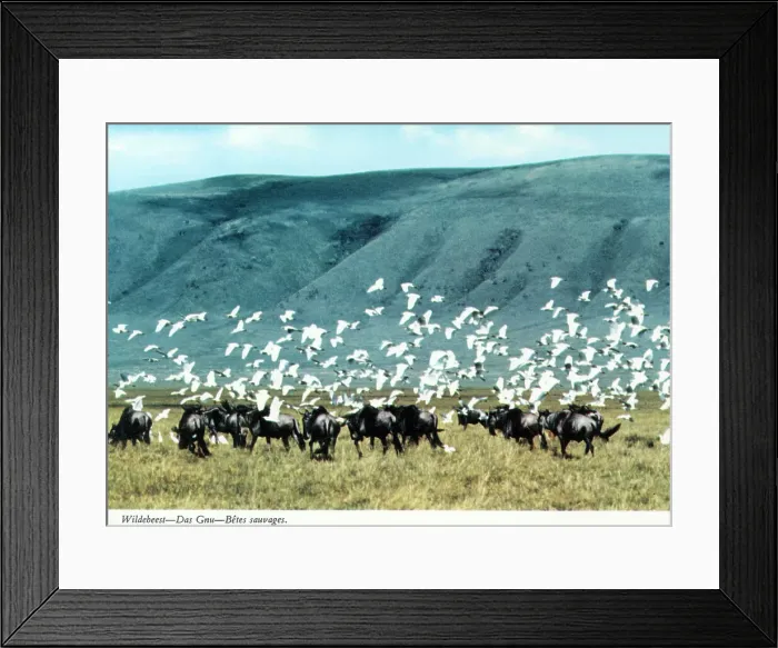 Framed Print : Africa - Herd of Blue Wildebeest and flock of Cattle Egrets Framed Print : Africa - Herd of Blue Wildebeest and flock of Cattle Egrets