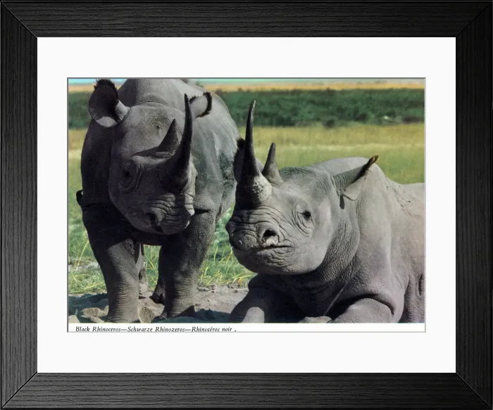 Framed Print : Africa - A pair of Black Rhinoceros (Diceros bicornis) Framed Print : Africa - A pair of Black Rhinoceros (Diceros bicornis)