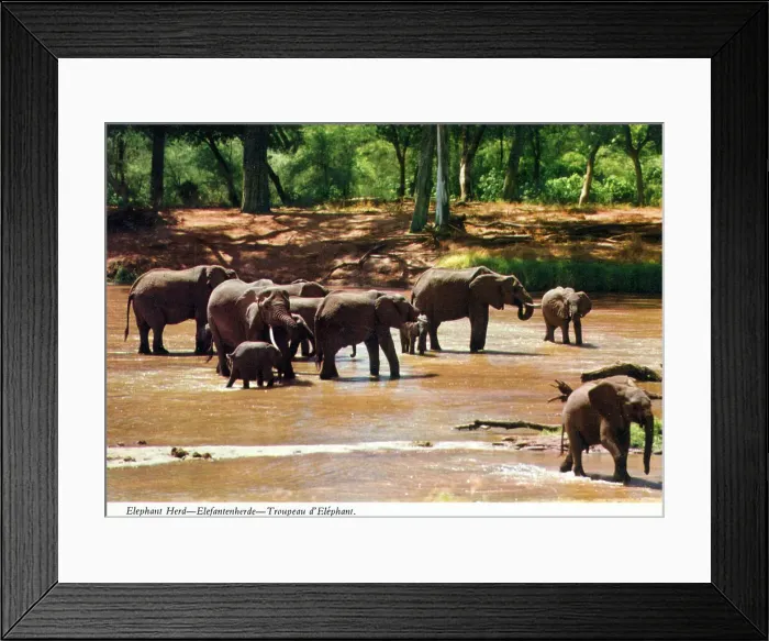 Framed Print : Africa - African Elephant Herd crossing a river Framed Print : Africa - African Elephant Herd crossing a river