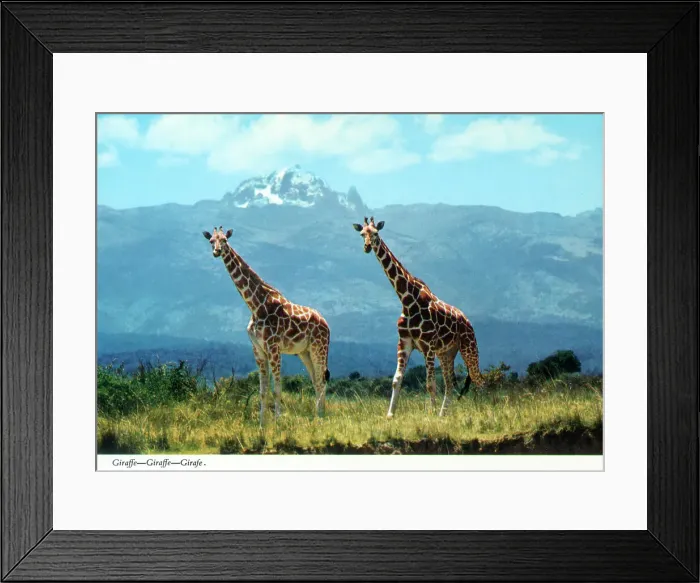 Framed Print : Africa - A pair of Reticulated Giraffes Framed Print : Africa - A pair of Reticulated Giraffes
