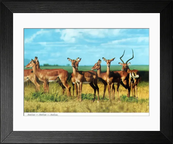 Framed Print : Africa - Impala herd (Aepyceros melampus) Framed Print : Africa - Impala herd (Aepyceros melampus)