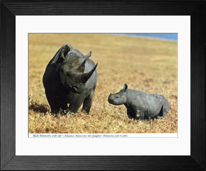 Framed Print : Africa - Black Rhinoceros (Diceros bicornis) and calf Framed Print : Africa - Black Rhinoceros (Diceros bicornis) and calf
