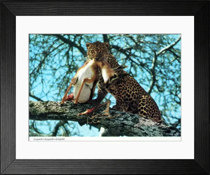 Framed Print : Africa - Leopard and captured antelope Framed Print : Africa - Leopard and captured antelope