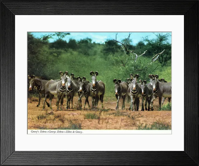 Framed Print : Africa - Herd of Grevy's Zebra Framed Print : Africa - Herd of Grevy's Zebra