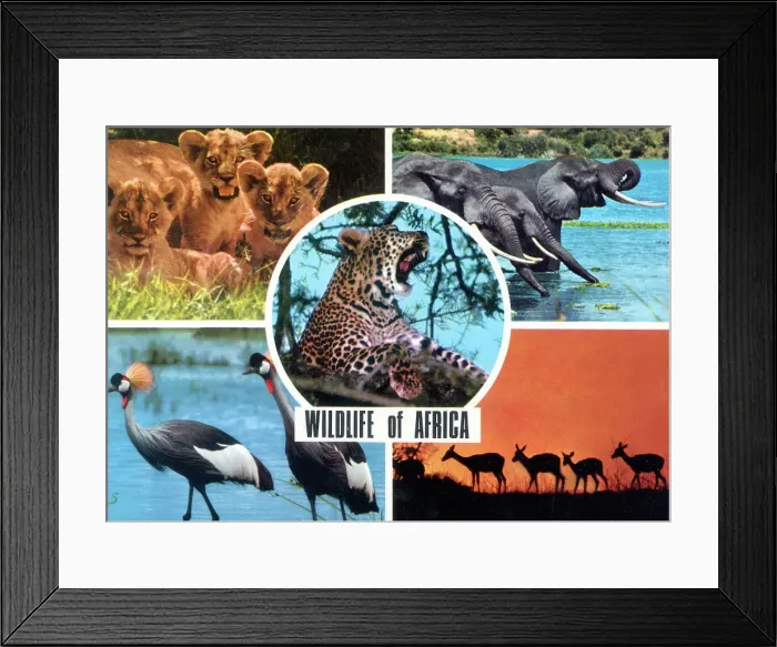 Framed Print : Africa - Wildlife of Africa Framed Print : Africa - Wildlife of Africa