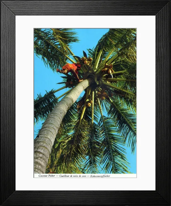 Framed Print : Africa - Coconut picker high up a palm tree Framed Print : Africa - Coconut picker high up a palm tree