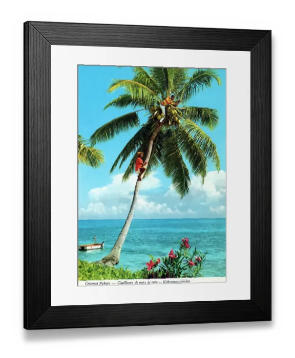 Framed Print : Africa - Coconut picker high up a palm tree Framed Print : Africa - Coconut picker high up a palm tree