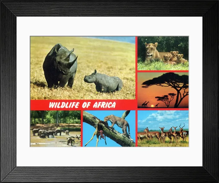 Framed Print : Africa - Wildlife of Africa Framed Print : Africa - Wildlife of Africa