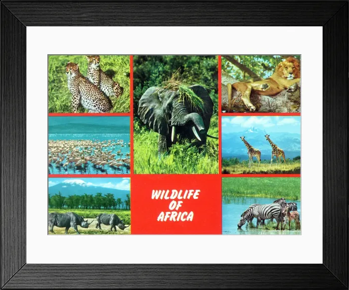 Framed Print : Africa - Wildlife of Africa Framed Print : Africa - Wildlife of Africa