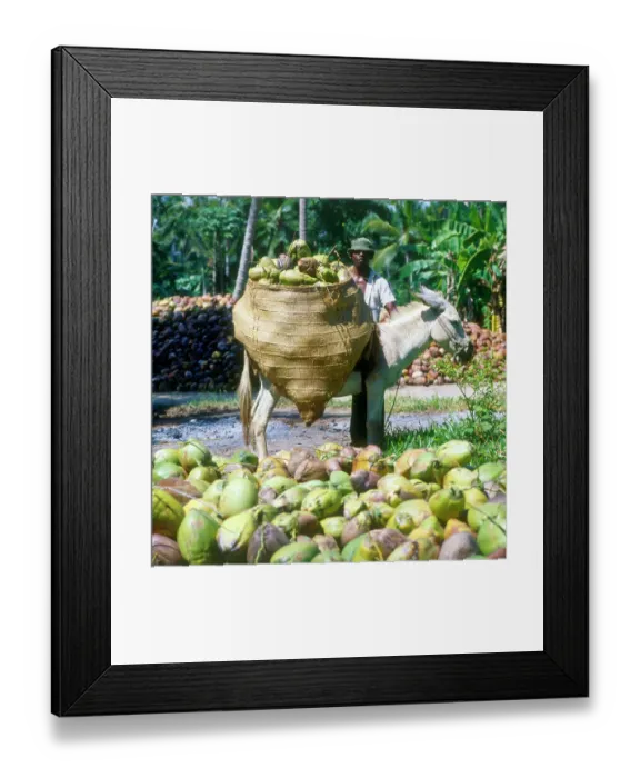 Framed Print : Africa - Gathering Coconuts - Donkey Panniers Framed Print : Africa - Gathering Coconuts - Donkey Panniers
