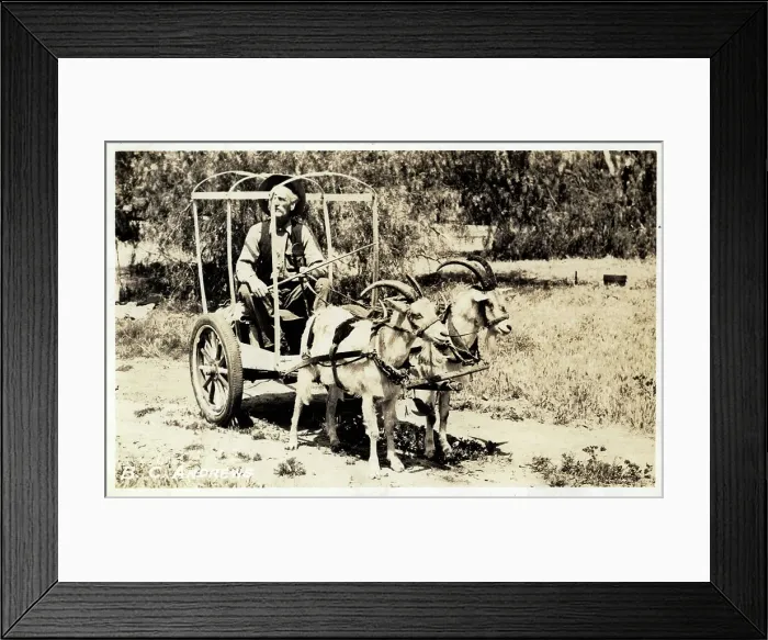 Framed Print : Billings, Montana, USA - Old Timer and his two-goat cart Framed Print : Billings, Montana, USA - Old Timer and his two-goat cart