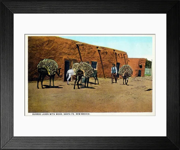 Framed Print : Burros (Donkeys) laden with wood, Santa Fe, New Mexico, USA Framed Print : Burros (Donkeys) laden with wood, Santa Fe, New Mexico, USA