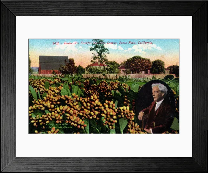 Framed Print : Santa Rosa, California - Luther Burbank and Spineless Cactus Framed Print : Santa Rosa, California - Luther Burbank and Spineless Cactus
