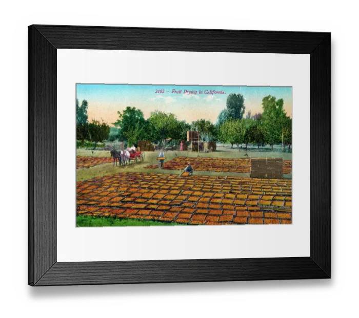 Framed Print : Oranges dried in the sunshine - California, USA Framed Print : Oranges dried in the sunshine - California, USA