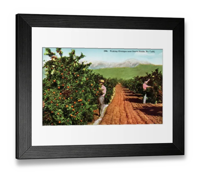 Framed Print : Picking Oranges - Orchard near Snow Fields, California, USA Framed Print : Picking Oranges - Orchard near Snow Fields, California, USA