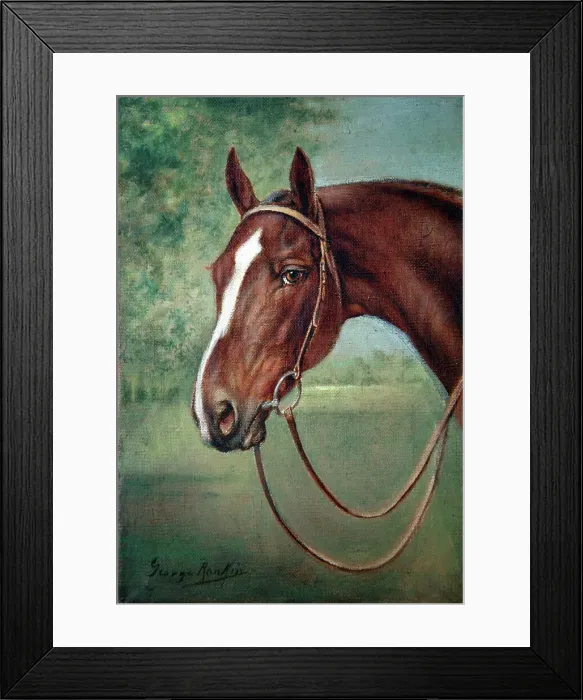 Framed Print : Brown horse's head Framed Print : Brown horse's head