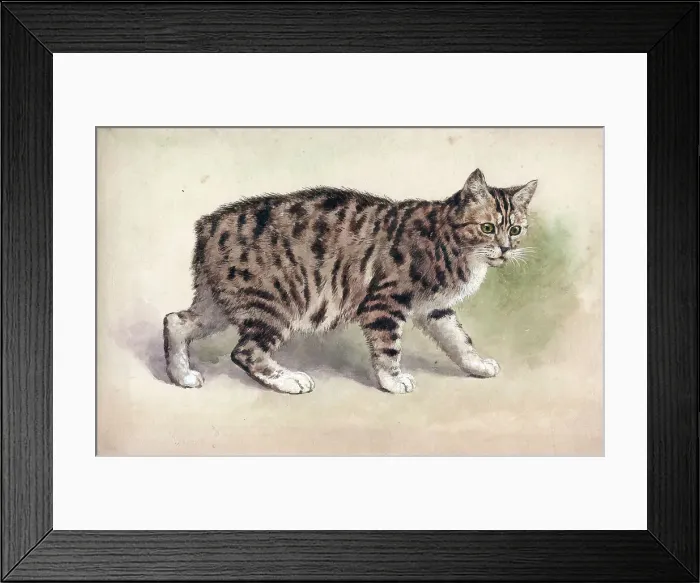 Framed Print : Manx cat. Animals - Manx cat Date: 1920s Framed Print : Manx cat. Animals - Manx cat Date: 1920s