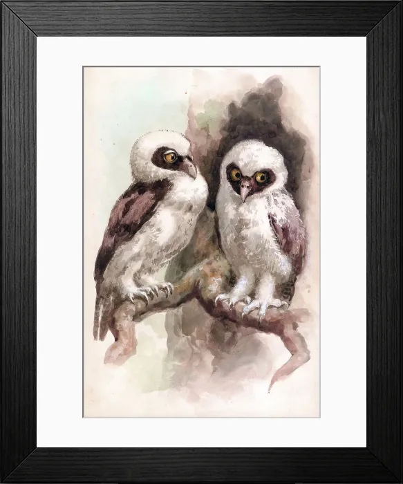 Framed Print : Spectacled Owls Framed Print : Spectacled Owls