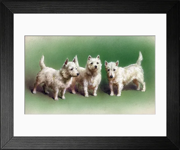 Framed Print : West Highland Terriers Framed Print : West Highland Terriers
