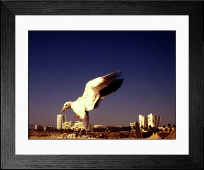 Framed Print : Seabird Santa Monica, California, USA Framed Print : Seabird Santa Monica, California, USA