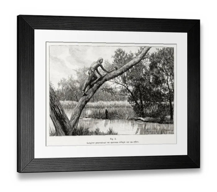 Framed Print : An aboriginal of Victoria, hunting a possum which has taken refuge in a tree Date: 1902 Framed Print : An aboriginal of Victoria, hunting a possum which has taken refuge in a tree Date: 1902