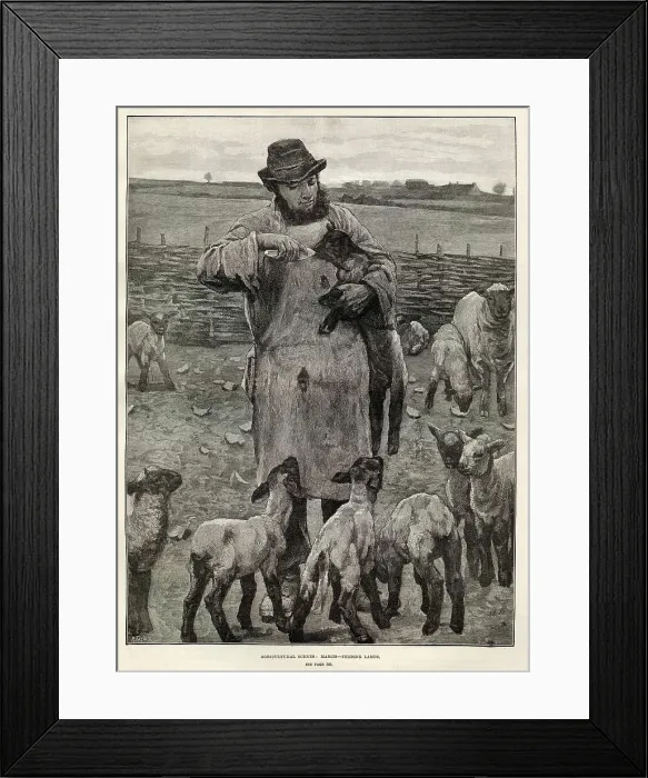 Framed Print : Agricultural Scenes - March - feeding lambs Framed Print : Agricultural Scenes - March - feeding lambs