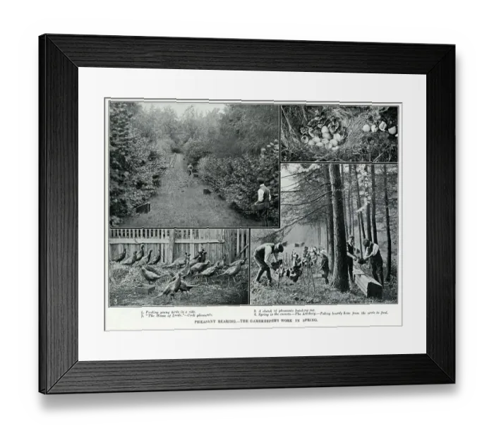 Framed Print : Photographs showing stages of pheasant rearing by gamekeepers. Date: 1912 Framed Print : Photographs showing stages of pheasant rearing by gamekeepers. Date: 1912