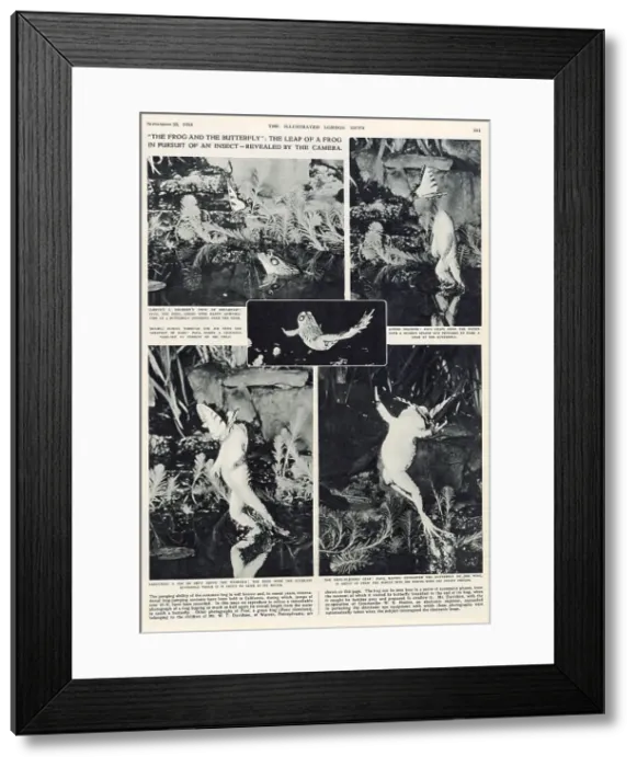 Framed Print : The Frog and the Butterfly. The leap of a frog in pursuit of an insect, as revealed by the camera. Date: 1954 Framed Print : The Frog and the Butterfly. The leap of a frog in pursuit of an insect, as revealed by the camera. Date: 1954