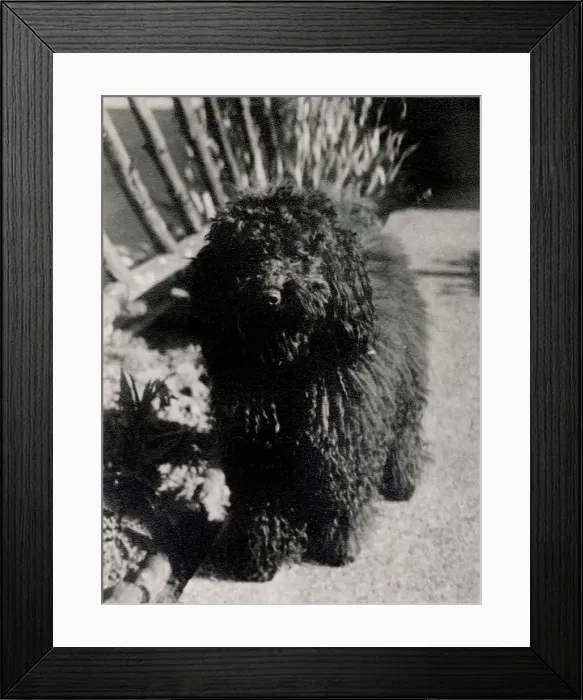 Framed Print : The Baker's pet poodle Ruff Framed Print : The Baker's pet poodle Ruff