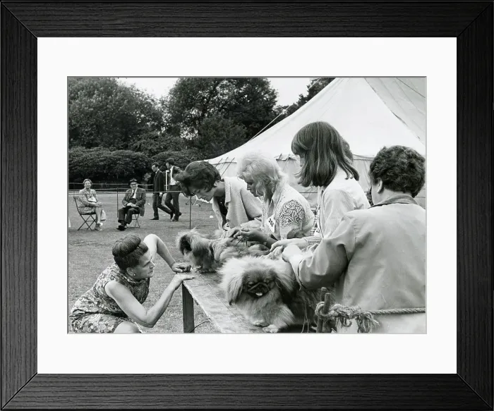 Framed Print : Judging in progress at a dog show at Platt Fields Park, Manchester. Date: 1970