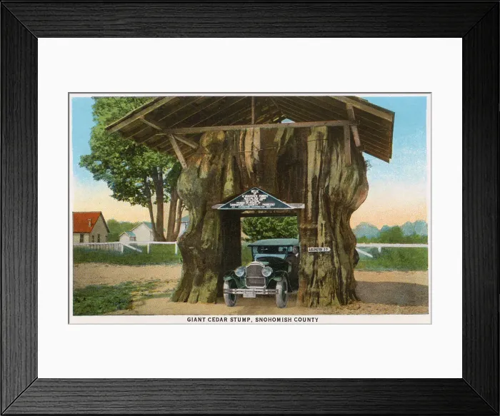 Framed Print : Giant cedar stump with car driving through, Snohomish County, Washington, USA Date: 1929