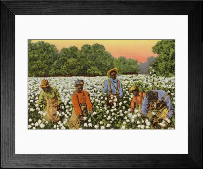 Framed Print : A busy day in a cotton field, Greensboro, North Carolina, USA Date: 1943 Framed Print : A busy day in a cotton field, Greensboro, North Carolina, USA Date: 1943