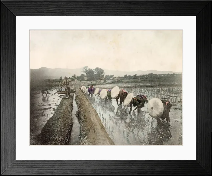 Framed Print : Japanese workers in the rice fields Date: circa 1890s Framed Print : Japanese workers in the rice fields Date: circa 1890s