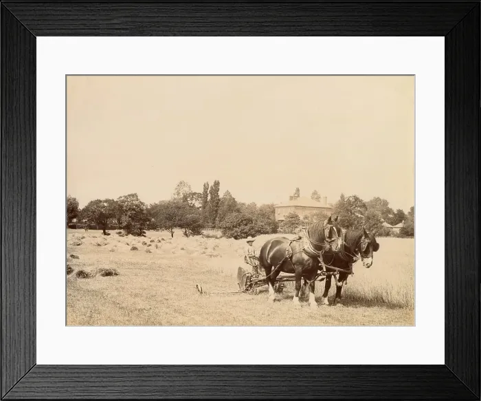Framed Print : Harvesting scene on a Cheshire farm Date: circa 1889 Framed Print : Harvesting scene on a Cheshire farm Date: circa 1889