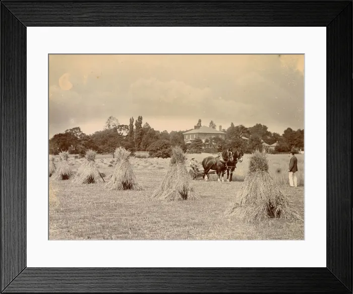 Framed Print : Harvesting scene on a Cheshire farm Date: circa 1889 Framed Print : Harvesting scene on a Cheshire farm Date: circa 1889